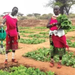 Over-Regulation in Kenya Agriculture