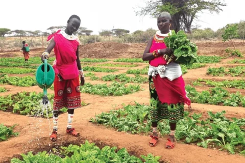 Over-Regulation in Kenya Agriculture