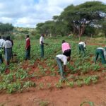 School Farms in Kenya Improve Food Security and Boost School Enrolment