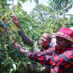 Rift Valley Coffee Production Drives Shift in Kenya