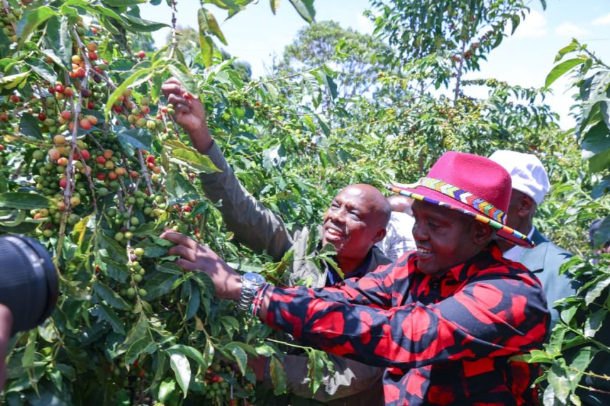 Rift Valley Coffee Production Drives Shift in Kenya's Coffee Industry