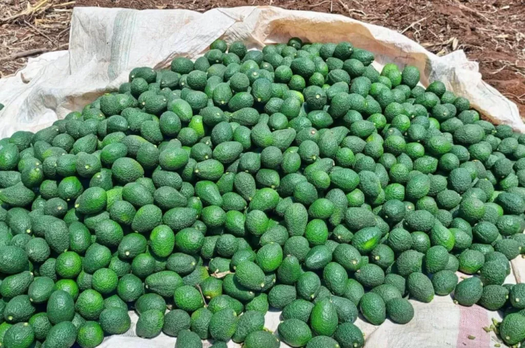 Kenya Urges Farmers to Shift From Maize to Avocados and Macadamia for Higher Incomes 1 Shift from maize to avocados and macadamia