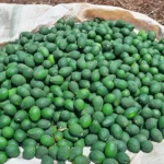 Shift from maize to avocados and macadamia