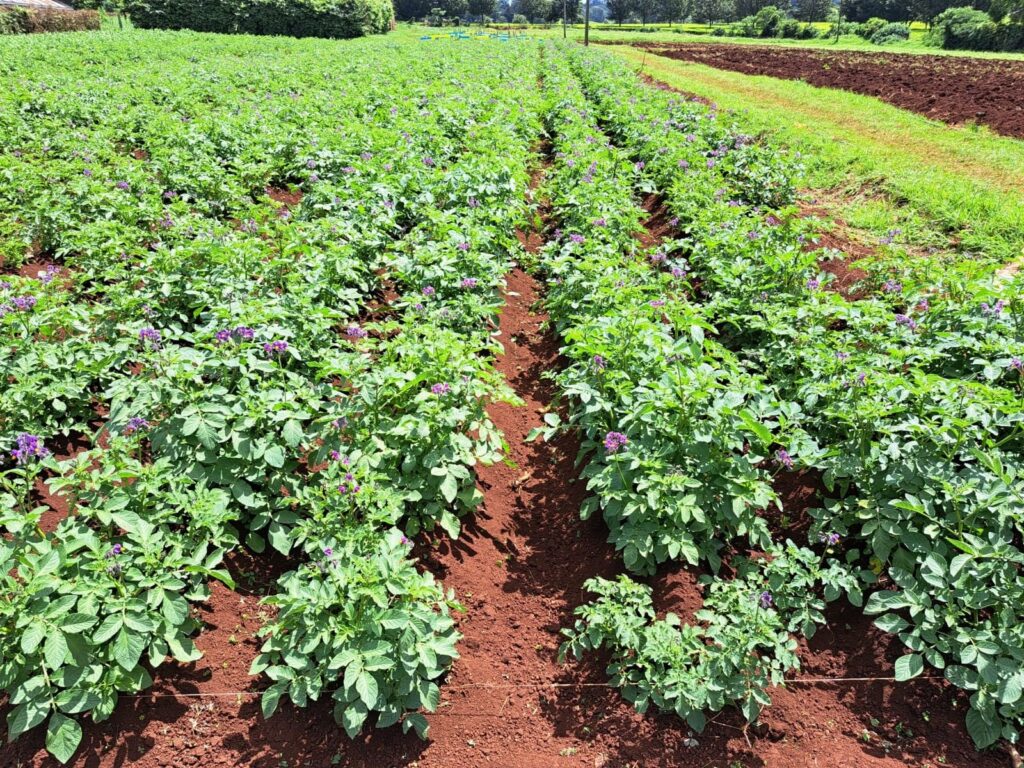 Solynta's New Hybrid True Potato Seed Variety Approved in Kenya to Boost Disease Resistance
