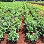 Solynta's New Hybrid True Potato Seed Variety Approved in Kenya to Boost Disease Resistance