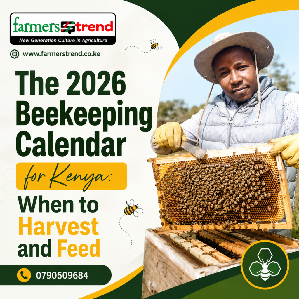 The 2026 Beekeeping Calendar for Kenya: When to Harvest and Feed 2 The 2026 Beekeeping Calendar for Kenya: When to Harvest and Feed
