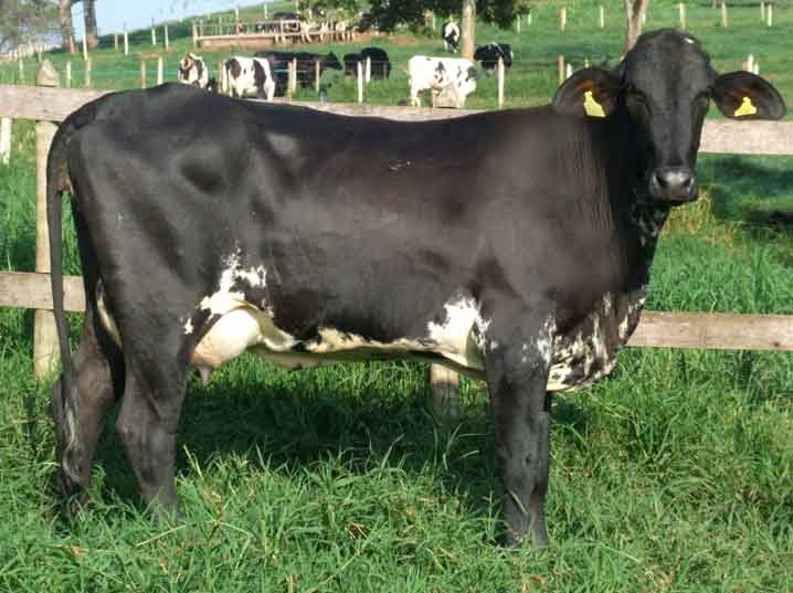 The Girolando Reality: Separating Fact from Fiction in Kenyan Dairy Farming 2026 1 The Girolando Reality: Separating Fact from Fiction in Kenyan Dairy Farming