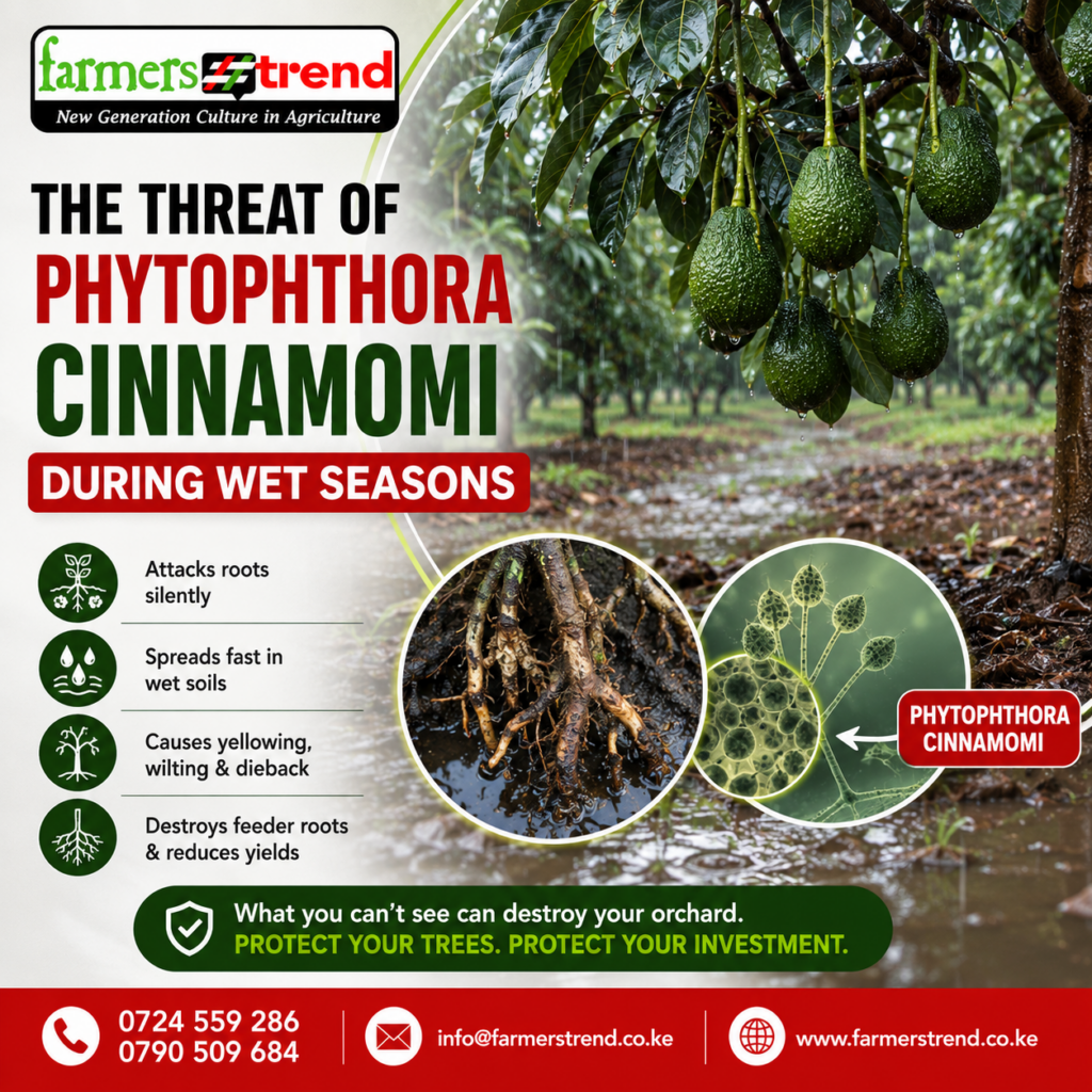 The Threat of Phytophthora cinnamomi During Wet Seasons