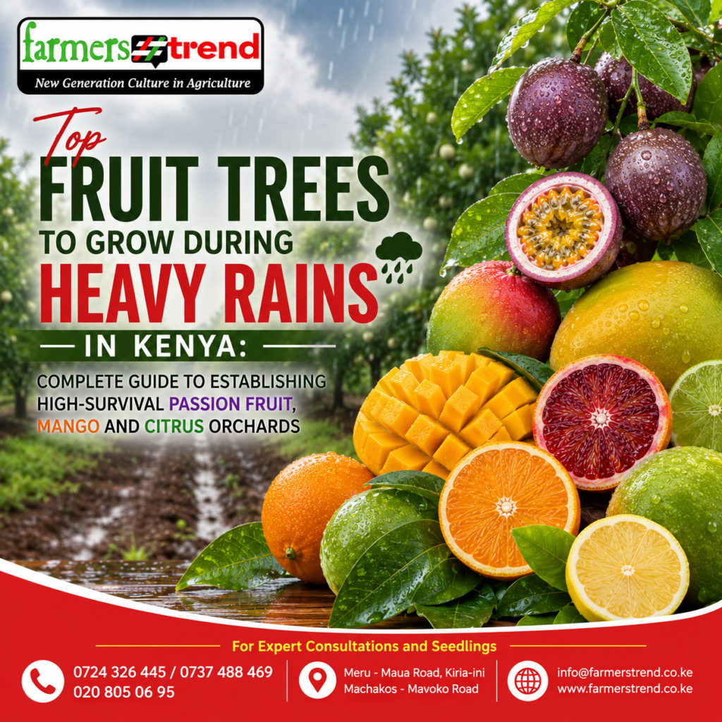 Top Fruit Trees to Grow During Heavy Rains in Kenya: Complete Guide to Establishing High-Survival Passion Fruit, Mango and Citrus Orchards 1 Top Fruit Trees to Grow During Heavy Rains in Kenya: Complete Guide to Establishing High-Survival Passion Fruit, Mango and Citrus Orchards