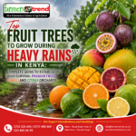 Top Fruit Trees to Grow During Heavy Rains in Kenya: Complete Guide to Establishing High-Survival Passion Fruit, Mango and Citrus Orchards