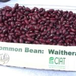 Waithera bean variety