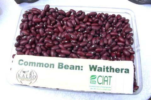 Waithera bean variety