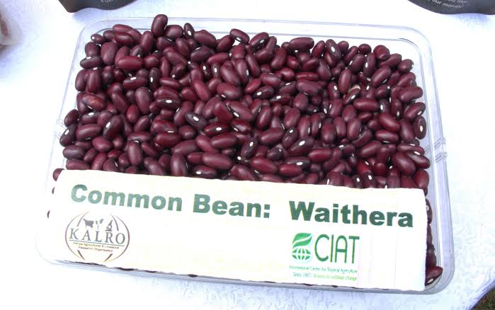 New Waithera Bean Variety Promises Higher Yields for Kenyan Farmers 1 Waithera bean variety