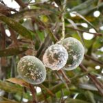 mango mealybug