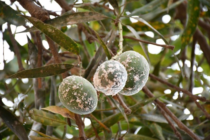 mango mealybug