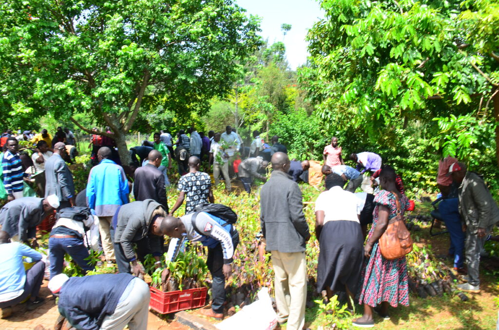 Kenya's Avocado Expansion