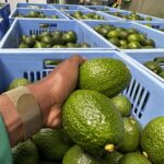 kenya avocado gold rush 2026