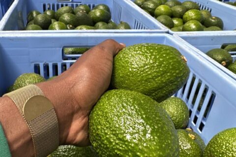 kenya avocado gold rush 2026