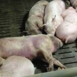 African swine fever outbreaks in Kenya