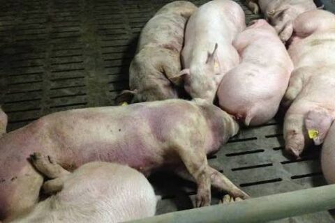 African swine fever outbreaks in Kenya