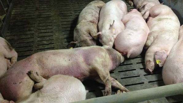 African swine fever outbreaks in Kenya