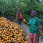 Cocoa Farming in Kenya: Complete 2026 Guide to Planting, Growing, and Making Money
