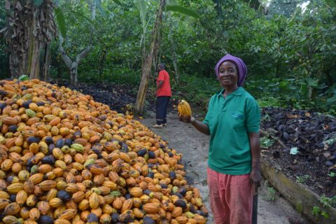 Cocoa Farming in Kenya: Complete 2026 Guide to Planting, Growing, and Making Money