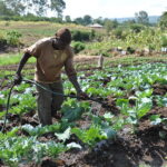 Crop Insurance in Kenya