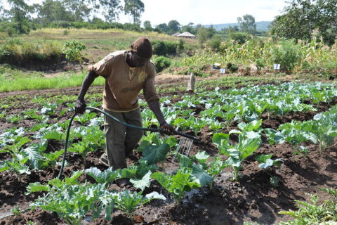 Crop Insurance in Kenya