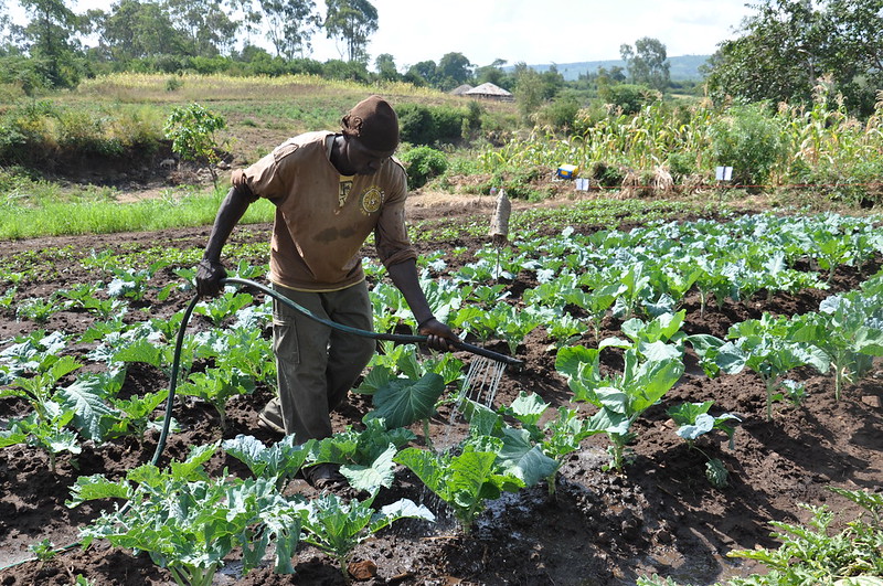 Crop Insurance in Kenya: Why Less Than 1% of Farmers Are Insured as Climate Risks Grow 1 Crop Insurance in Kenya