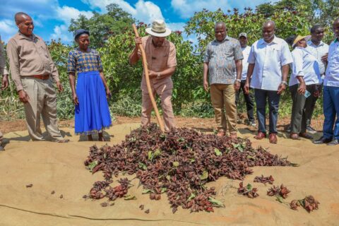 Government Moves to Expand Kenya Bixa Production as Plan Targets 3,000-Tonne Processing Capacity