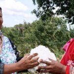How Bt Cotton Farming Is Reviving Lamu