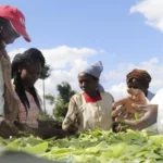 How to Export Mange Tout and Mishiri from Kenya to Europe
