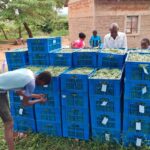 How to Export Vegetables and Herbs from Kenya to the USA 2026