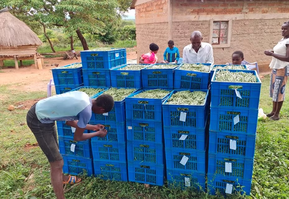 How to Export Vegetables and Herbs from Kenya to the USA 2026