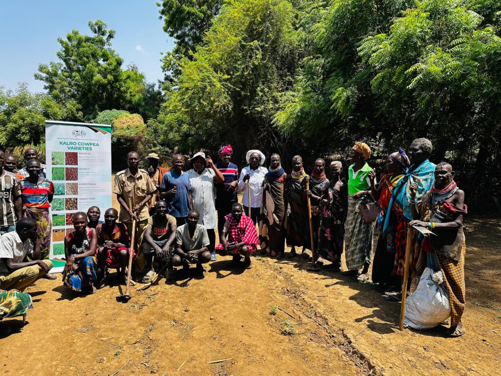 KALRO Helps Turkana Farmers Tackle Soil Salinity and Pests to Improve Sorghum and Cowpea Production
