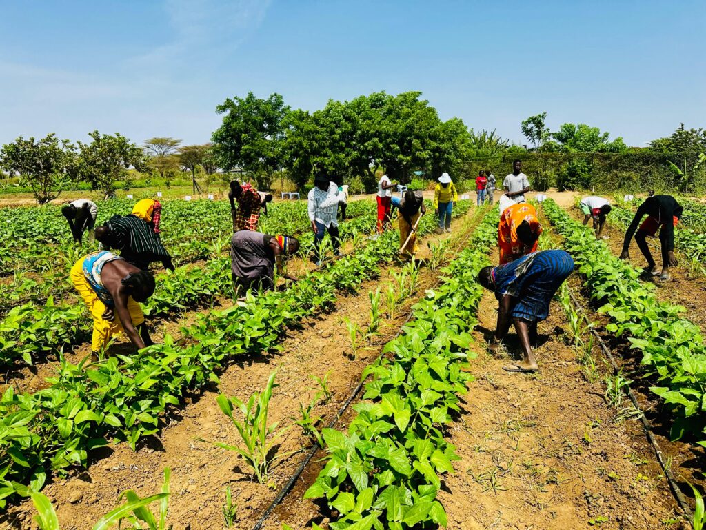 KALRO Helps Turkana Farmers Tackle Soil Salinity and Pests to Improve Sorghum and Cowpea Production