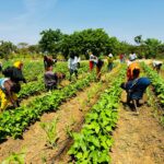 KALRO Helps Turkana Farmers Tackle Soil Salinity and Pests to Improve Sorghum and Cowpea Production