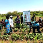 KALRO Improved Cowpea Technologies Expand in Turkana to Boost Climate-Smart Farming in Kenya's ASALs