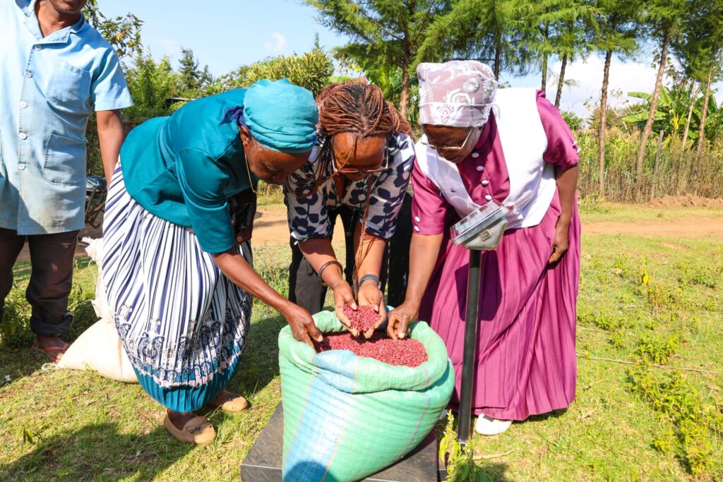 KALRO and CIAT Link Nakuru Women Farmers to Markets as Waithera Beans Drive Commercial Bean Farming 1 KALRO and CIAT Link Nakuru Women Farmers to Markets as Waithera Beans Drive Commercial Bean Farming