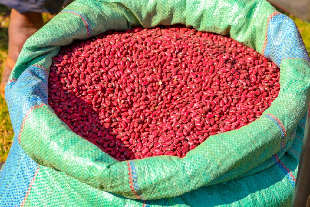 KALRO and CIAT Link Nakuru Women Farmers to Markets as Waithera Beans Drive Commercial Bean Farming 2 Farmers Trend Ltd.