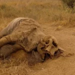Kenya Investigates Mysterious Elephant Deaths Near Amboseli as Pesticide Poisoning Suspected
