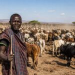 Kenya livestock sector