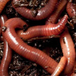 Kenyan Farmers Turn to Vermicompost and Black Soldier Flies as Demand for Organic Fertilizer Grows
