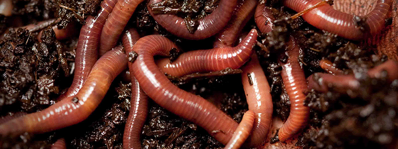 Kenyan Farmers Turn to Vermicompost and Black Soldier Flies as Demand for Organic Fertilizer Grows
