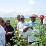 Kenya’s Cotton Comeback: How Bt Cotton Is Reviving the Country’s ‘White Gold’ Industry