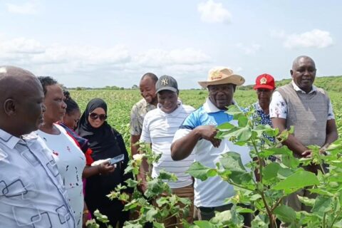 Kenya’s Cotton Comeback: How Bt Cotton Is Reviving the Country’s ‘White Gold’ Industry