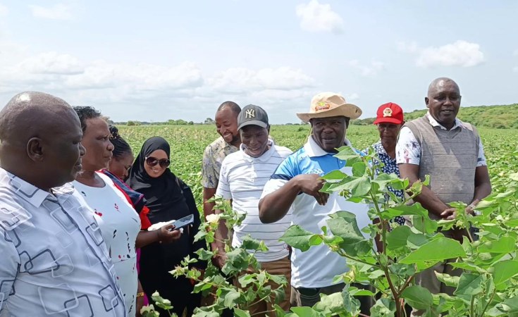 Kenya’s Cotton Comeback: How Bt Cotton Is Reviving the Country’s ‘White Gold’ Industry