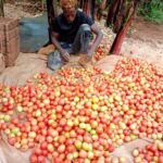 Kirinyaga Irrigation Project