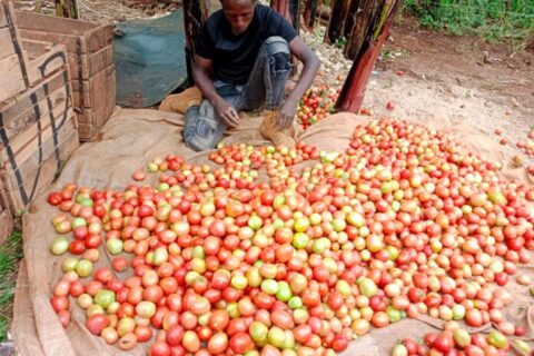 Kirinyaga Irrigation Project